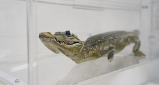 В музее СУНЦ НГУ подготовили новое место для экспоната с крокодилом